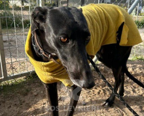 Abeja-Maia-Galgo