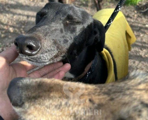Abeja-Maia-Galgo