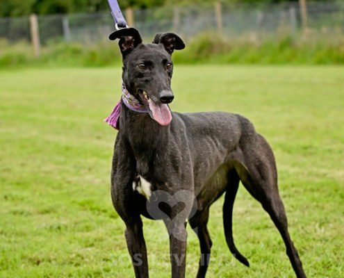 Anya-Greyhound
