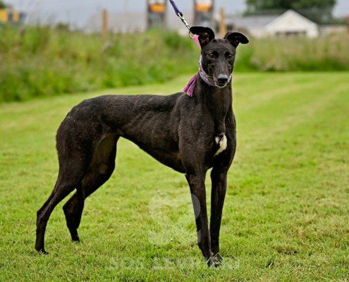 Anya-Greyhound