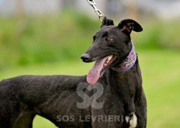 Anya-Greyhound