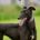 Anya-Greyhound