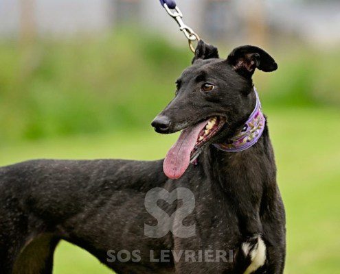 Anya-Greyhound