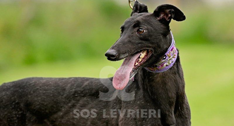 Anya-Greyhound
