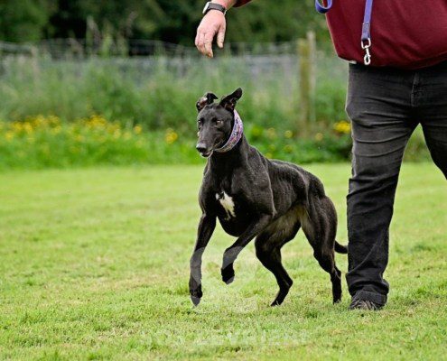 Anya-Greyhound