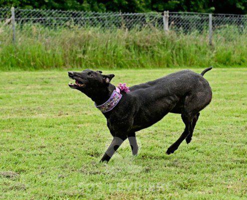 Anya-Greyhound