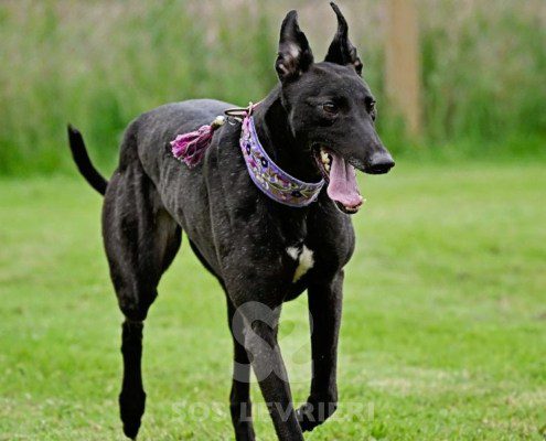 Anya-Greyhound