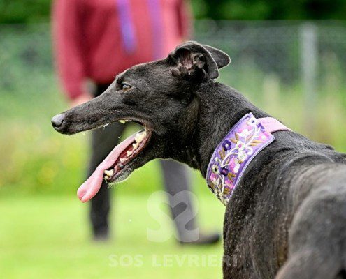Anya-Greyhound