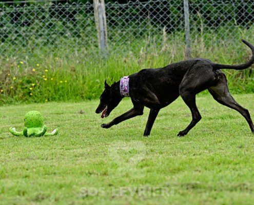 Anya-Greyhound