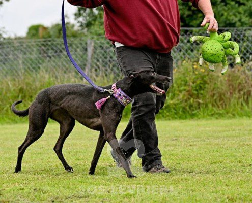 Anya-Greyhound