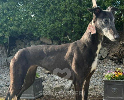 Baba-Greyhound