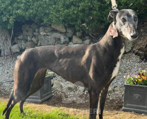 Baba-Greyhound