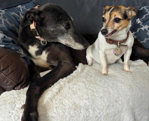 Baba-Greyhound