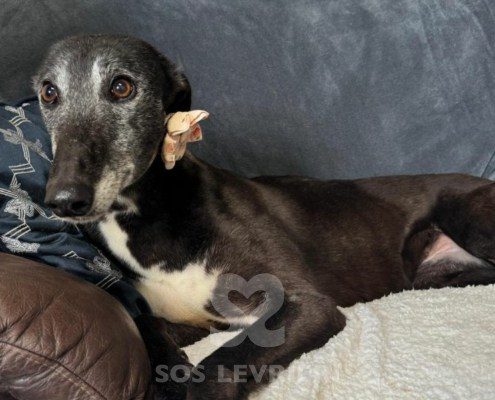 Baba-Greyhound