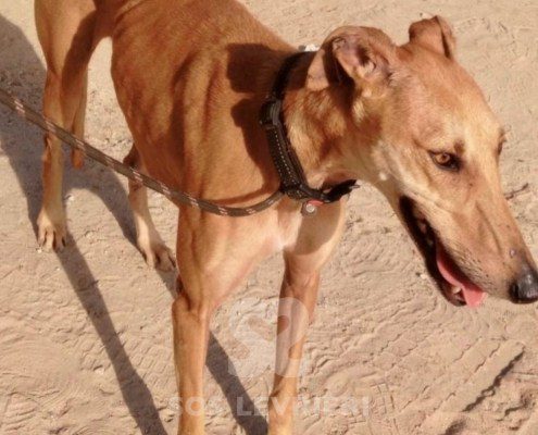Bachata-Galgo