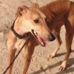 Bachata-Galgo