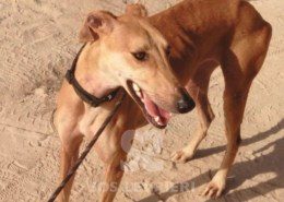 Bachata-Galgo
