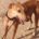 Bachata-Galgo