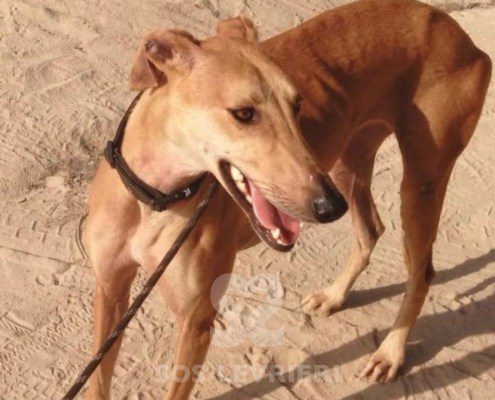 Bachata-Galgo