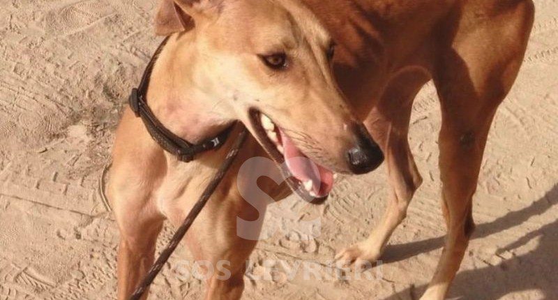 Bachata-Galgo