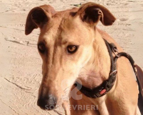 Bachata-Galgo