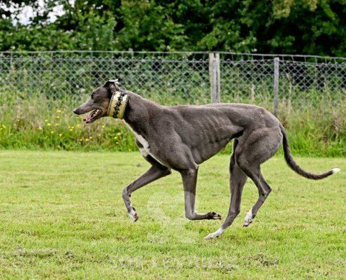 Benjamin-Greyhound