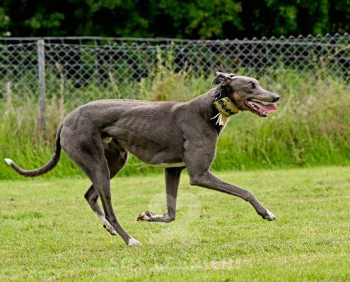 Benjamin-Greyhound