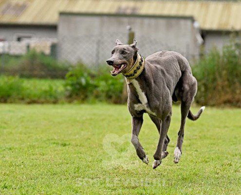 Benjamin-Greyhound