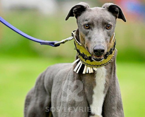 Benjamin-Greyhound