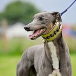 Benjamin-Greyhound