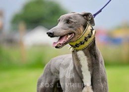 Benjamin-Greyhound
