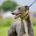 Benjamin-Greyhound