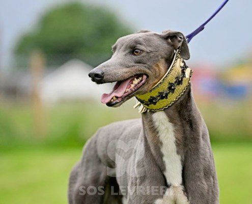 Benjamin-Greyhound