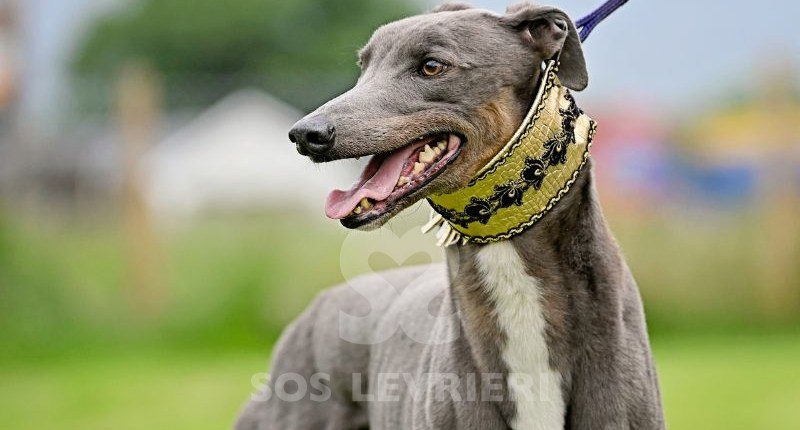 Benjamin-Greyhound