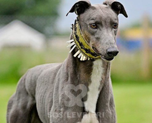 Benjamin-Greyhound