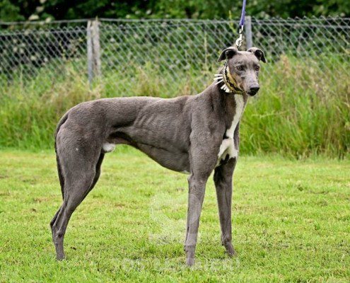 Benjamin-Greyhound