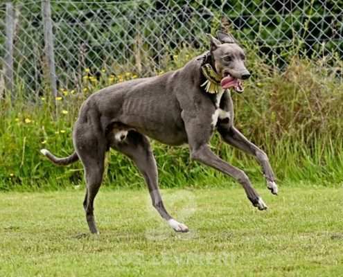 Benjamin-Greyhound