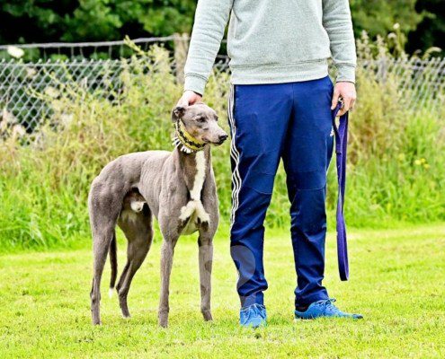 Benjamin-Greyhound