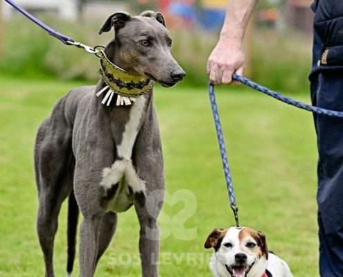 Benjamin-Greyhound