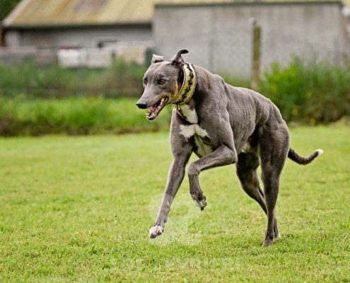 Benjamin-Greyhound