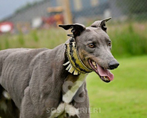 Benjamin-Greyhound