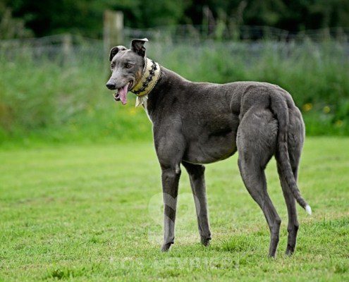 Benjamin-Greyhound