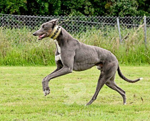 Benjamin-Greyhound