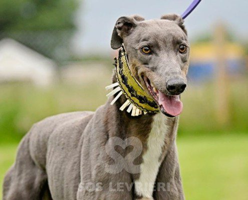 Benjamin-Greyhound
