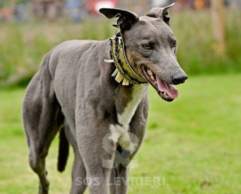 Benjamin-Greyhound