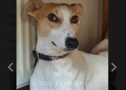 Buddy-Whippet