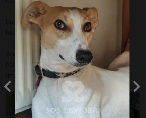 Buddy-Whippet