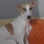 Buddy-Whippet
