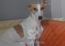 Buddy-Whippet