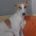 Buddy-Whippet